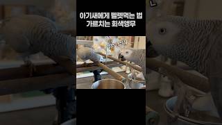 아기새에게 펠렛먹는 법 가르쳐주는 앵무새  회색앵무 잠…