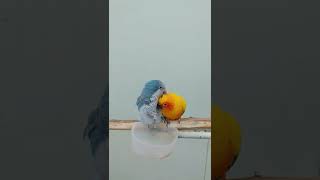 퀘이커 앵무새와 썬코뉴어