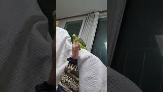 아마존앵무새 말하고 놀아주기