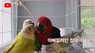 앵무새에게 친구가 필요한 이유!! (eclectusparrot with conure)