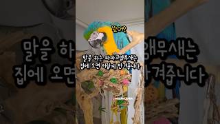파파고 앵무새는 집사가 집에오면 이렇게 말해줍니다 #앵…