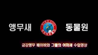 [앵무새수입] - 홍금강, 청금강, 할리퀸마카우 (앵무새동물원&인천조류원)