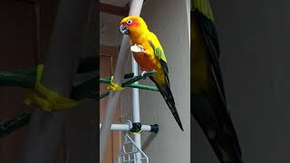 썬코뉴어 사과냠냠