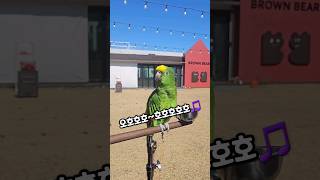 성악하는앵무새 #동물동반 #아마존앵무새 #한스마카우