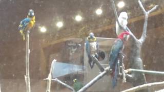 서울어린이대공원 동물원 - 앵무새들, Parrots