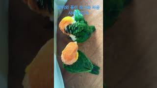 #카이큐앵무새 #팡이 #퐁이