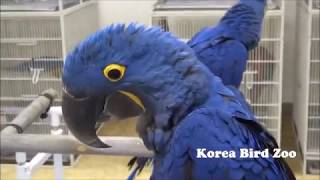 앵무새수입(국제적멸종위기종 1급) [앵무새동물원]