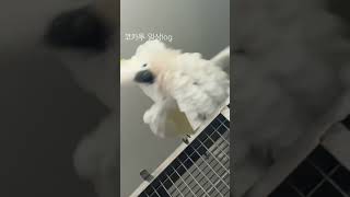 코카투집사의일상log….