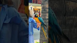 GoldWhite Cockatoo Macaw 흰색우산 …