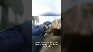 hyacinth macaw