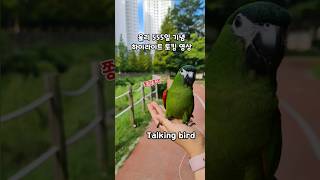 하이라이트‼️발음좋은~말하는앵무새 한스마카우