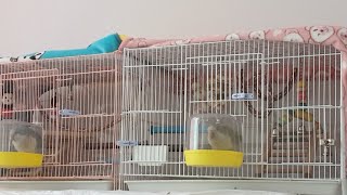 퀘이커앵무새 Quakerparrot 순도리♡부츄 (아무말 대잔치♡)