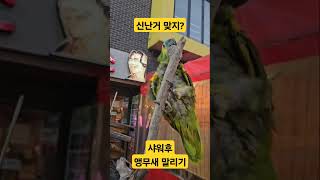 앵무새 날라가요~ #앵무새 #노래하는앵무새 #아마존앵무새