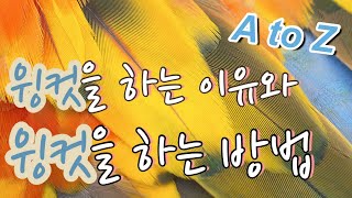 앵무새 윙컷을 하는 이유와 윙컷을 하는 방법(A to Z)