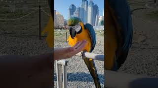 청금강앵무새 자유비행