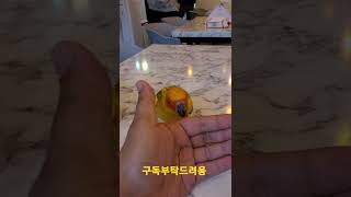 나한테 걸어오는 썬코뉴어앵무새 #shorts