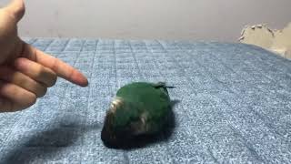 코뉴어훈련 부끄러운?