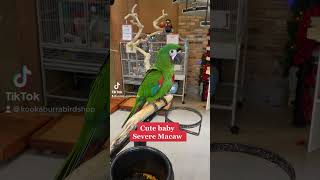 Cute Baby Severe Macaw