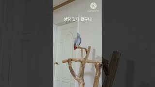 앵무새ㅡ순돌이 성당 갔다왔구나