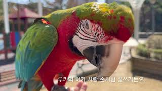 [루카의일상] 부르면 오는 할리퀸 마카우 앵무새 루카 …