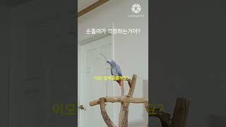 앵무새ㅡ순돌이가 걱정되는거야