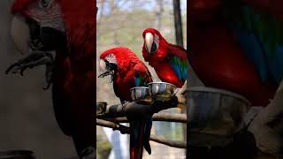 에버랜드 앵무새집 홍금강앵무  / Everland Pa…