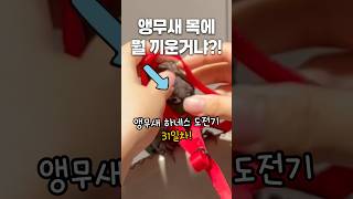 에비에이터 하네스는 어려워.. 하네스 31차  #하네스도전기#앵무새