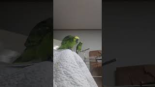 귀농귀촌 아마존앵무새 말하고 놀아주기