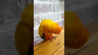 인사하는 썬코뉴어 빠빠이(ㅂㅂ2)