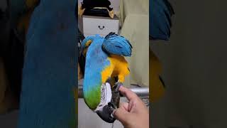 마지막 눈빛이 넘 웃긴 루카 #청금강 #청금강앵무새 #macaw