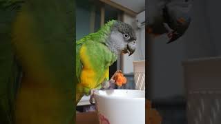 수리 당근당근~ 뜯고 씹고 즐긴다 #parrot #세네갈앵무 #앵무새 #반려동물