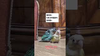 사자보이즈가 마시는 SODA POP 이 지옥 음료수?