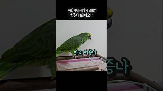 앵무새가 바람피면 어떻게 돼요? 강금이되지요~#아랑이 #아마존앵무새 #웃긴영상
