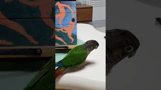 오늘도  여기저기 참견하는 앵무새