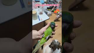 엄마가 건강 체크를 할려고 하면  악악 거리는 우리 갑…