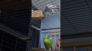 무서운 언니가 가까이 다가왔을때 앵무새의 반응은? #앵…