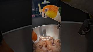 형님들 저희 닭찌찌 먹어도 되나요? #앵무새 #카이큐 #birds #먹방 #닭가슴살