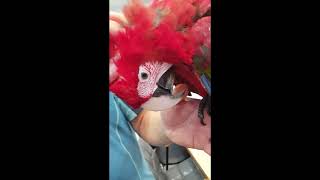 너무나도 순한 애완조 홍금강 앵무새