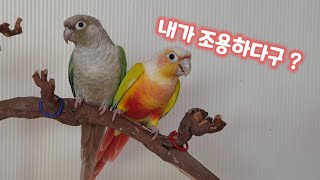 코뉴어 앵무새 소음 conure screaming