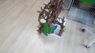 노래하는앵무새 010-4789-9415 인천조류원 노래하는앵무새 앵무새분양 판매 왕관앵무 모란앵무 회색앵무 사랑앵무새 코뉴어 잉꼬 전국 문의 환영 인천 미추홀구