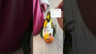 환타 꼬추 만지기️️️️ #카이큐 #parrot #bi…