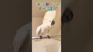 앵무새춤 기분이 좋아지는 앵무새댄스 #shorts #웃긴영상 #동물 #앵무새 #힐링 #유머 #재밌는동영상 #shorts #funny #귀여운 #fun
