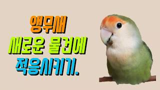 [아프리카의 보석 모란앵무] 앵무새 새로운 물건에 적응…