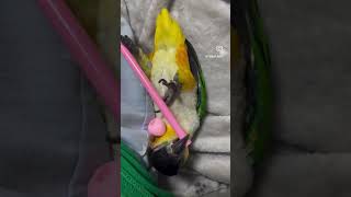 사망선고 #parrot #앵무새 #앵집사 #카이큐
