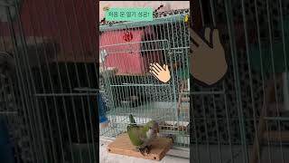 쇼쌩크 탈출 #앵무새 #퀘이커 #parrot #새장 나오기#탈출