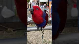 【金凱耶比與綠綠的日常】台中勤美鳥聚之折衷鸚鵡