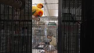 잠자는 썬코뉴어앵무새 #shorts