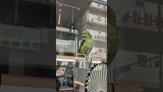 #쇼츠   #박영희   #앵무새  #parrot