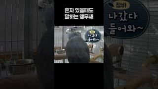 혼자 있을때도 말하는 앵무새 ️ 회색앵무 잠바