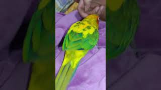 썬코뉴어 미나 신랑 장군이가왓어요